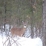 Deer - Critchett Road - December Photo