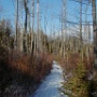 Trail into Kinnicum Pond - February Photo - Photo by Betsy Kruse