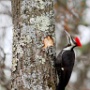 Pileated Woodpecker - March Photo - Photo by Ginny Jones