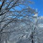 Winter Trees off North Road by Judi Lindsey - February 2024 Photo