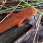 Newt by Lynn Champney - March 2024 Photo