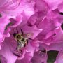 Bee on Azalea off High Street by Judi Lindsey - April 2024 Photo