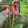 Lady Slippers off North Road by Judi Lindsey - May 2024 Photo