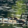 Geese family on Horizon Lane Pond by Judi Lindsey - June 2024 Photo