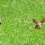 Fawns by Peggy Mun - July 2024 Photo