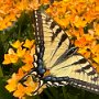 Tiger Swallowtail off North Road by Judi Lindsey - August 2024 Photo