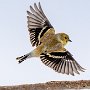 Goldfinch by Mark Giuliucci - September 2024 Photo