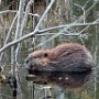 Beaver off Horizon Lane by Judi Lindsey - October 2024 Photo