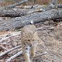 Bobcat near Podunk Road by Paul Dufourney - November 2024 Photo