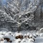 Winter scene by Hook Road by Ann Hetzel - December 2024 Photo