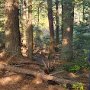 October 2024: Scout Troop 120 clears Deerfield Road Town Forest trails 