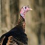 Turkey on North Road by Kit Cantalupo - January 2025 Photo