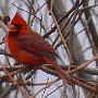 Cardinal on Northway Farm by Linda Doucette - February 2025 Photo