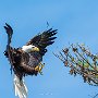 Eagle near Island Road by Gavin Call - March 2025 Photo