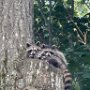 Racoons near Critchett Road by Steph Champney - April 2025 Photo