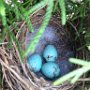 Signs of Spring near Critchett Road by Lynn Champney - May 2025 Photo