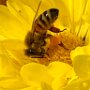 Bee and Yellow Flower at Northway Farm by Linda Doucette - July 2025 Photo
