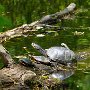 Turtles near Rockingham Recreational Trail by Andy Mun - August 2025 Photo