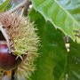 Chestnut near Chester Turnpike by Carol Kazazis - September 2025 Photo