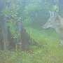 Coyote near Chester Turnpike by Carol Kazazis - October 2025 Photo