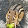 Chipmunk near Northway Farm by Linda Doucette - November 2025 Photo