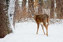 Deer in Winter